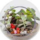 Planta Terrario Decorado