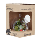 Planta Terrario Decorado