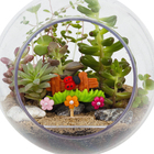 Planta Terrario Decorado