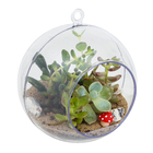 Planta Terrario Decorado