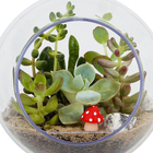 Planta Terrario Decorado