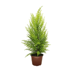 Planta Tuia Holandesa Pote 14