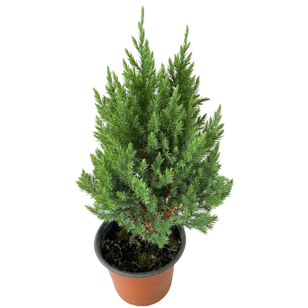 Planta Tuia Strickta Pote 14