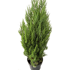 Planta Tuia Strickta Pote 20