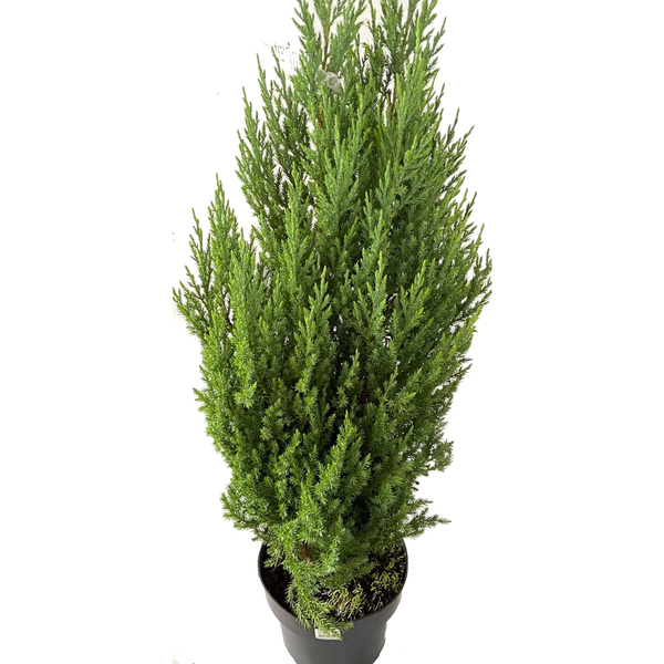 Planta Tuia Strickta Pote 20