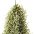 Planta Verde Barba de Velho