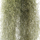 Planta Verde Barba de Velho