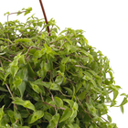 Planta Verde Callisia