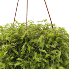 Planta Verde Callisia