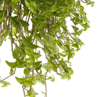 Planta Verde Callisia