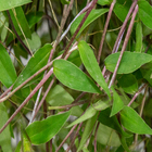 Planta Verde Callisia