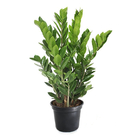 Planta Zamioculca Pote 24