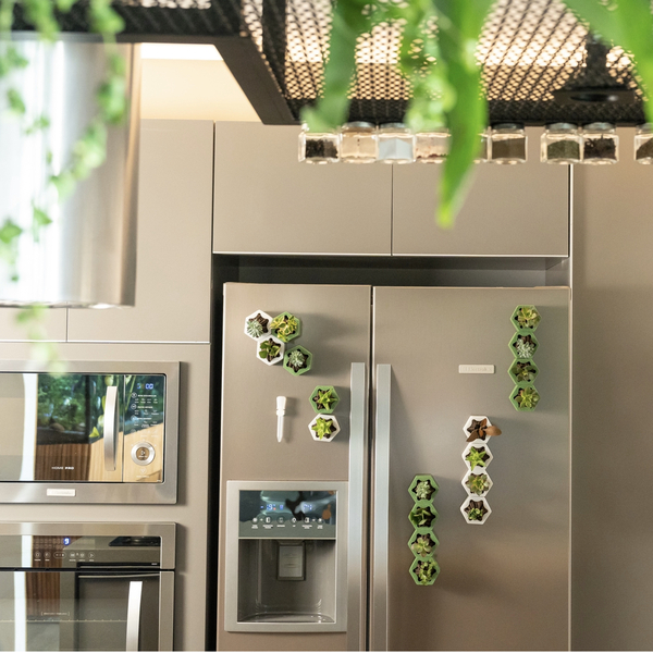 Plantinha De Geladeira - Glamour Princesa (4 Un) | Leroy Merlin