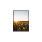 Plaquinha Decorativa Adesivada Campo De Girassol