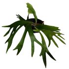 PLATYCERIUM ALCICORN C21