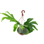 Platycerium Grande Cuia 21