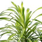 Pleomele Dracaena Reflexa 'Anita' Médio Pote 14 Planta Natural