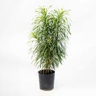 Pleomele Dracaena Reflexa 'Anita' Médio Pote 14 Planta Natural