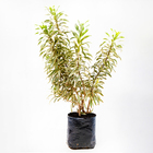 Pleomele Variegata Dracena Reflexa Grande Planta Natural