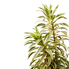 Pleomele Variegata Dracena Reflexa Grande Planta Natural