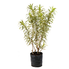 Pleomele Variegata Dracena reflexa Grande Planta Natural