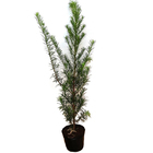 Podocarpus Pote 20