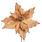 POINSENTIA NUDE 30CM