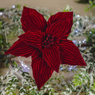 Poinsetia Decorativa 58cm