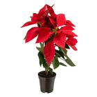 Poinsétia Euphorbia pulcherrima vermelha Pote 11 Planta Natural