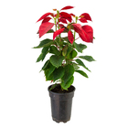 Poinsétia Euphorbia pulcherrima vermelha Pote 14 Planta Natural
