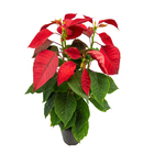 Poinsétia Euphorbia pulcherrima vermelha Pote 14 Planta Natural