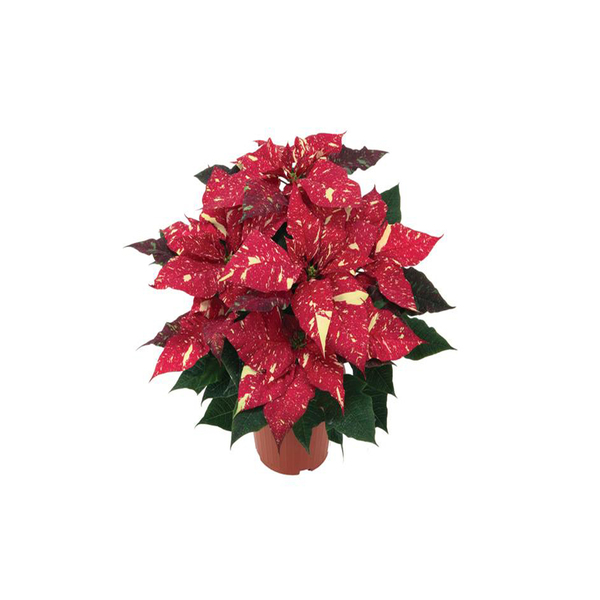 Poinsétia Glitter Pote 14