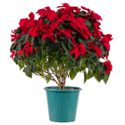 Poinsétia Vermelha Pote 27