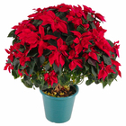 Poinsétia Vermelha Pote 27