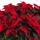 Poinsétia Vermelha Pote 27