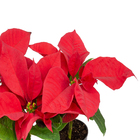 Poinsétia Vermelho Pote 06