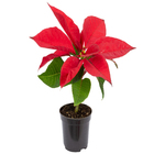 Poinsétia Vermelho Pote 06