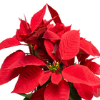 Poinsétia Vermelho Pote 11