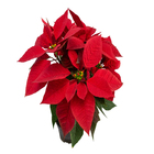 Poinsétia Vermelho Pote 11