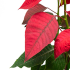 Poinsétia Vermelho Pote 14