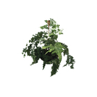 Polypodium Mandaianum Cuia 25