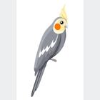 Poster Decorativo Aves Calopsita N010224 30x40cm