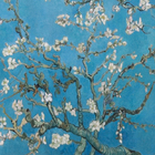 Poster Van Gogh Amendoeira 50x40cm