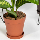 Prato para Vaso de Planta em Plástico Veneza Terracota 23cm West Garden