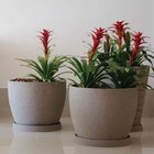 Prato Redondo Para Vaso 35 Japi