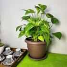 Prato Redondo Para Vaso De Planta 20cm Base De Plástico - Mar