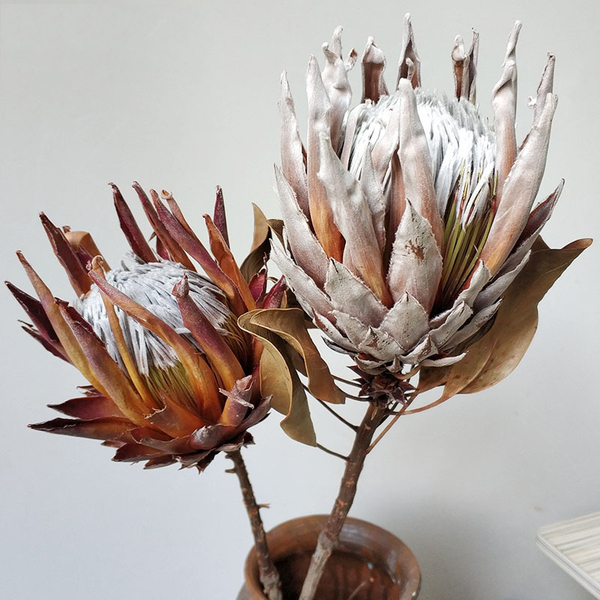 Protea Desidratada Decoração Sala Home Office C/ 3 Haste