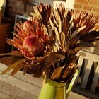 Protea Desidratada Decoração Sala Home Office C/ 5 Haste