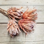 Protea Desidratada Decoração Sala Home Office C/ 8 Haste