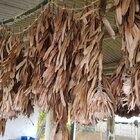 Protea Natural Desidratada Arranjo Luxo C/ 5 Hastes